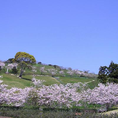 酪農のさとの桜