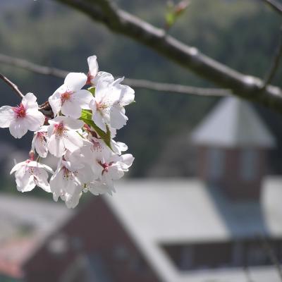 酪農のさとの桜