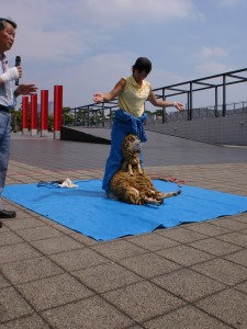 羊の毛刈りでーす