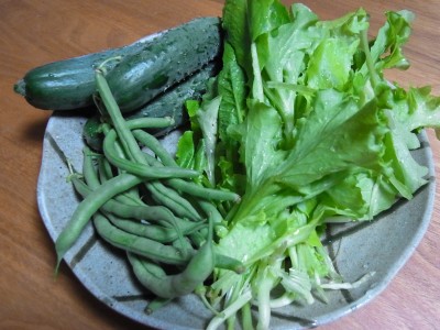 無農薬野菜です