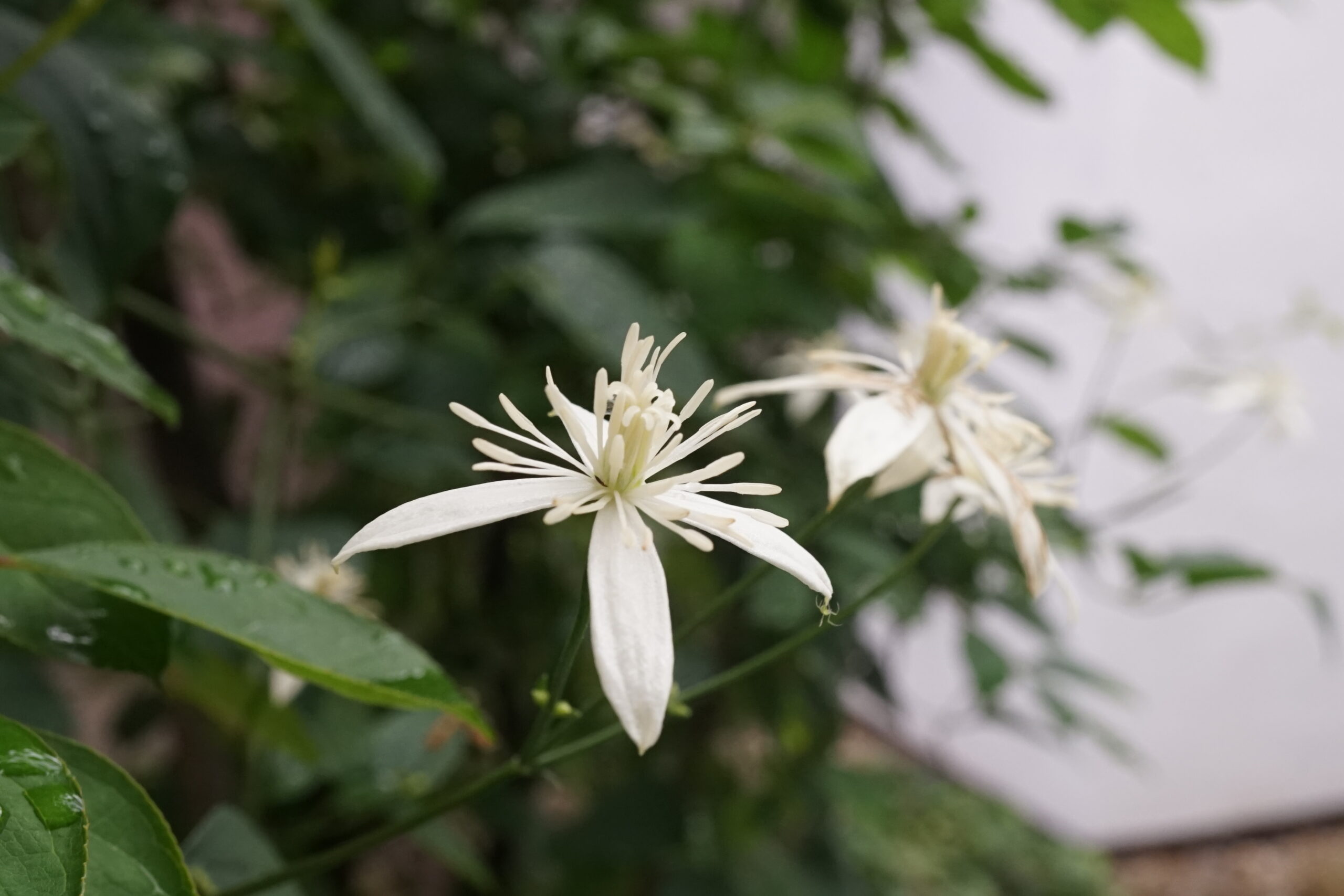 仙人草