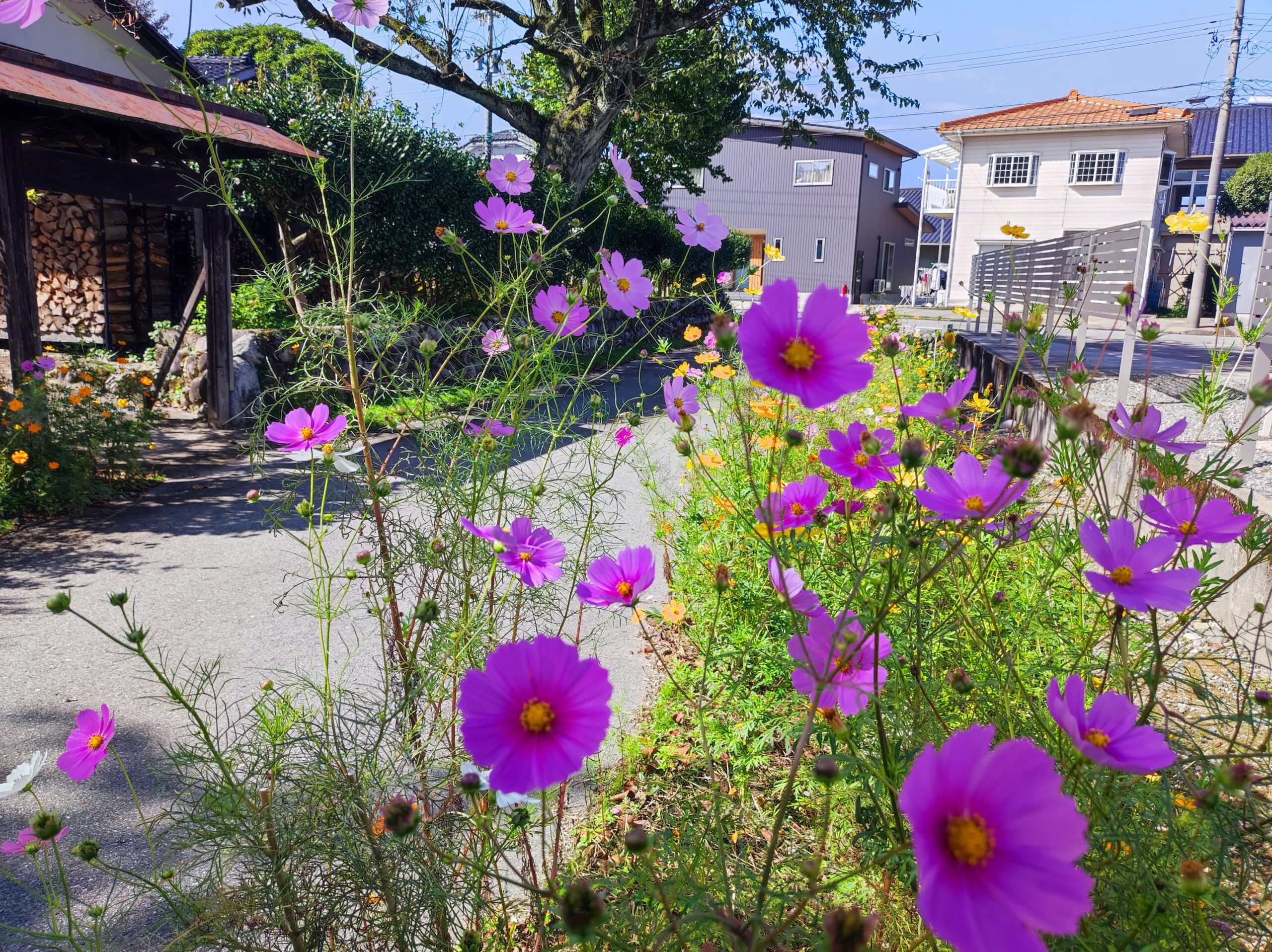 秋桜