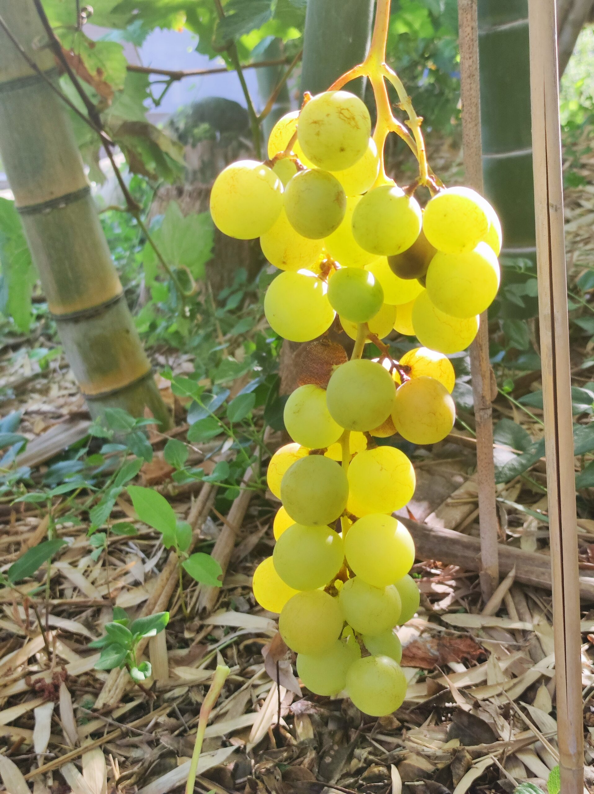 葡萄