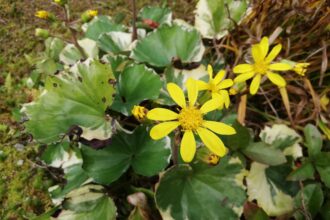 石蕗(ツワブキ)