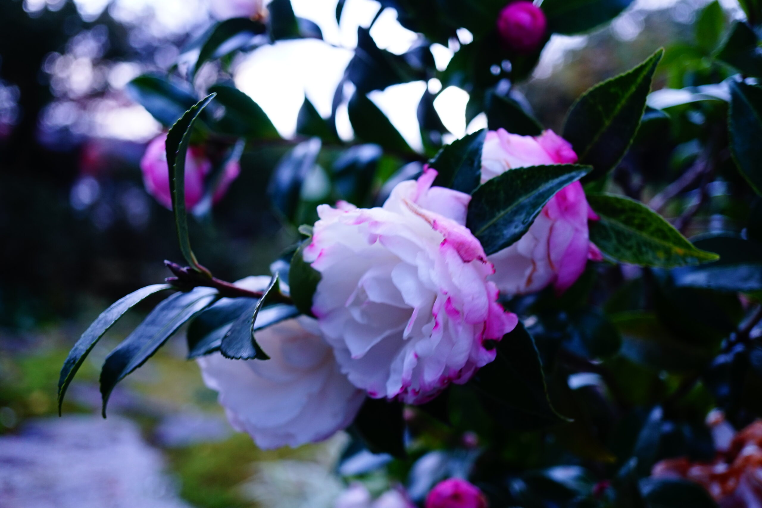 山茶花(サザンカ)