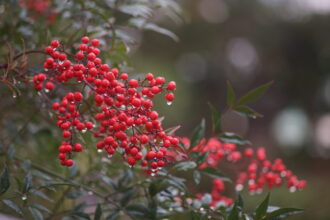 南天(ナンテン)