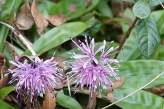 ショウジョウバカマ