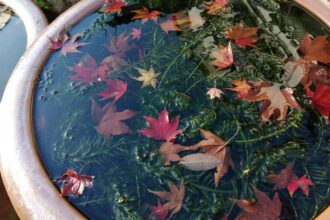 紅葉(モミジ)