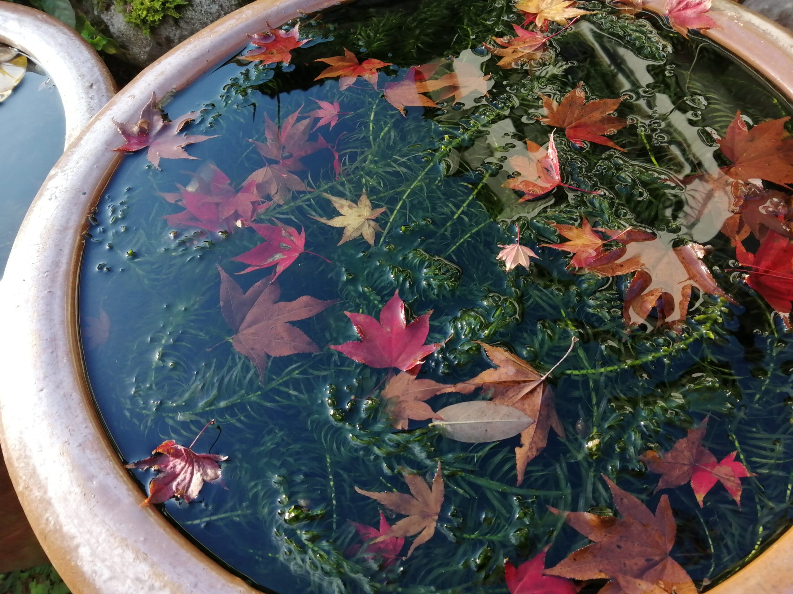 紅葉(モミジ)
