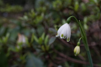 スノーフレーク