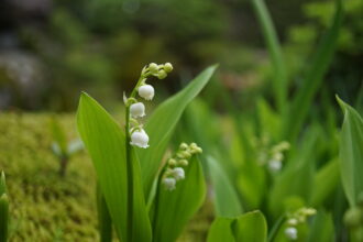 鈴蘭(スズラン)