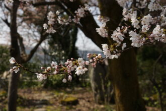 桜