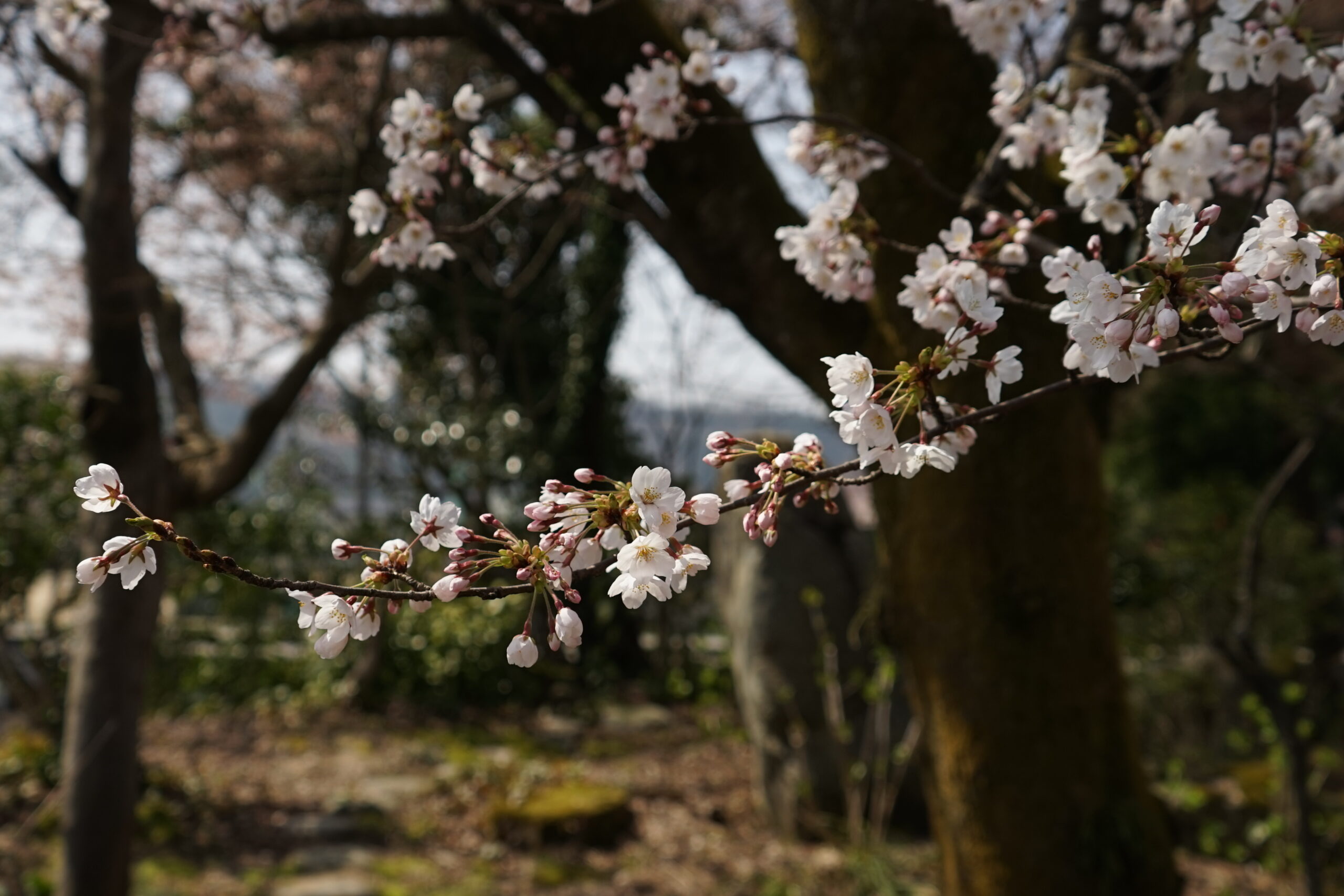 桜
