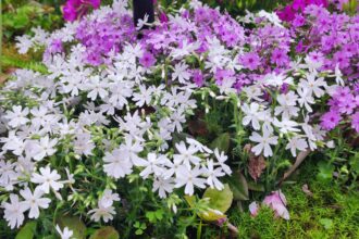 芝桜(シバザクラ)