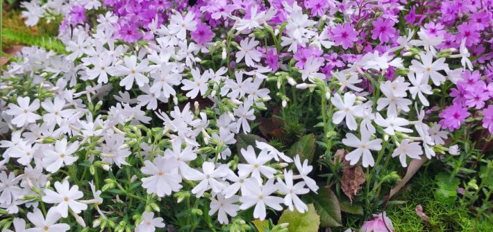芝桜(シバザクラ)