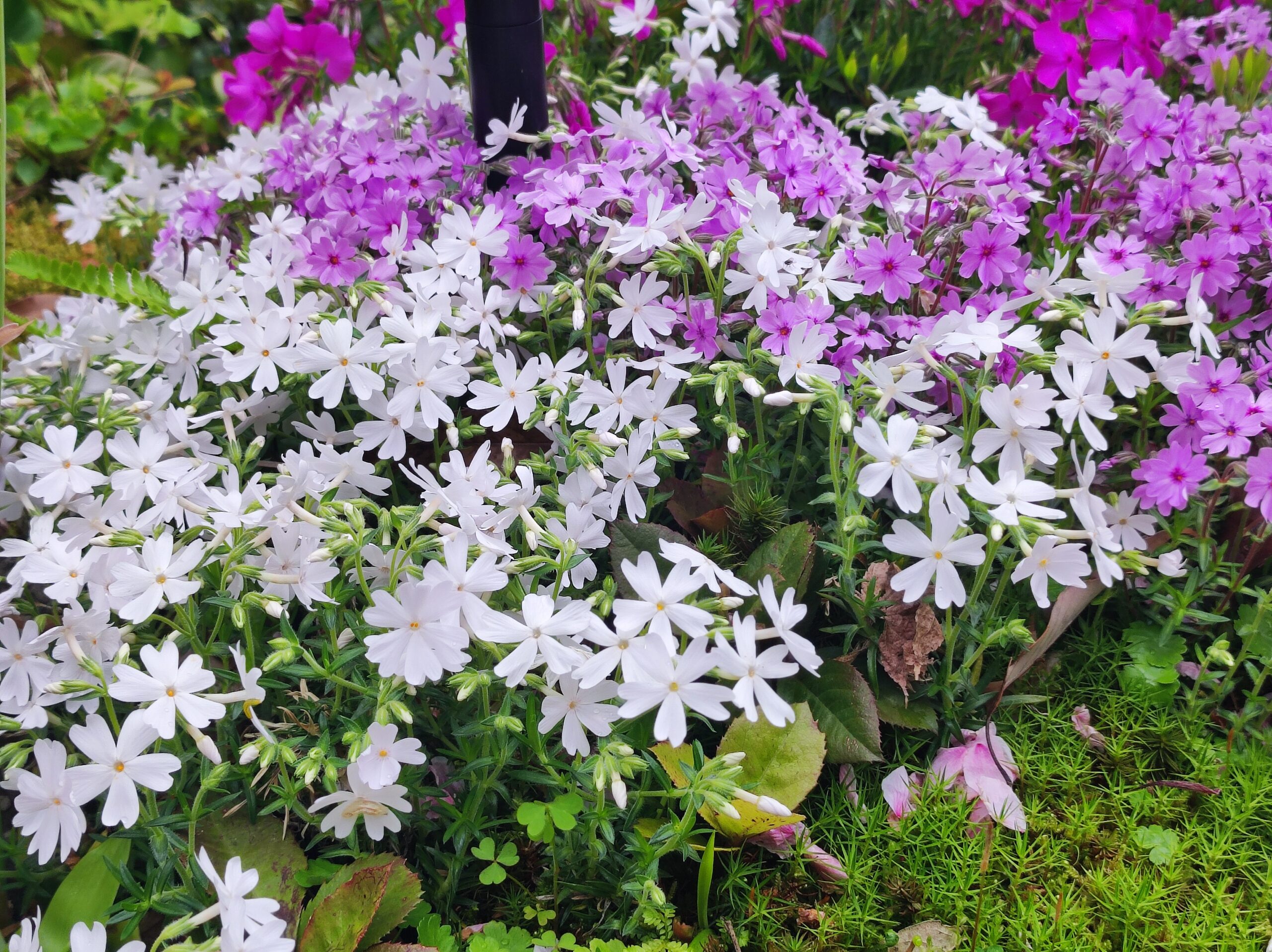 芝桜(シバザクラ)