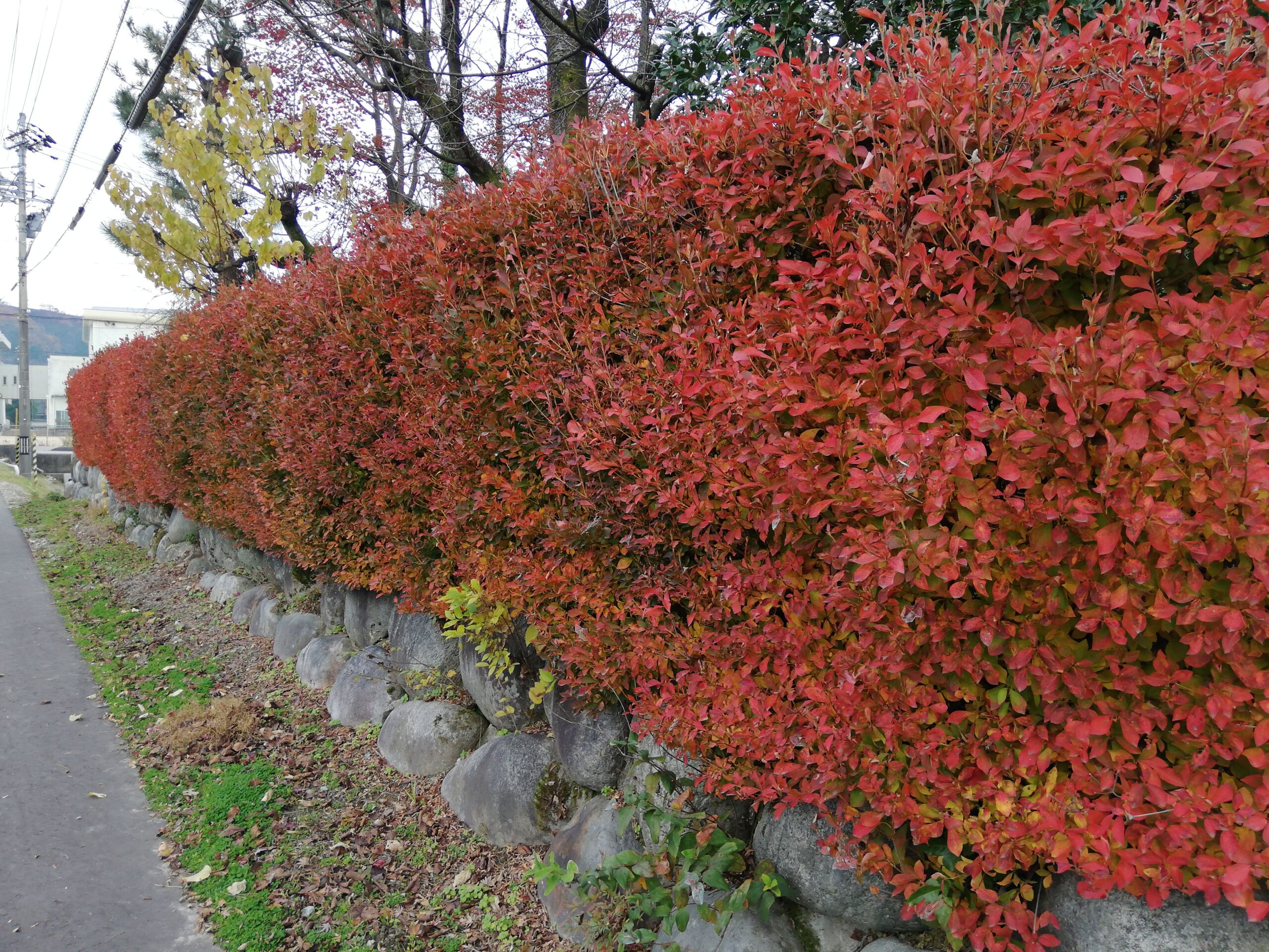 どうだん躑躅　ドウダンツツジ