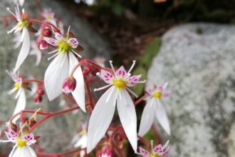 雪の下(ユキノシタ)