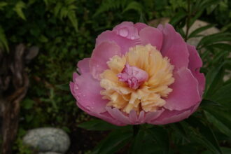 芍薬(シャクヤク)