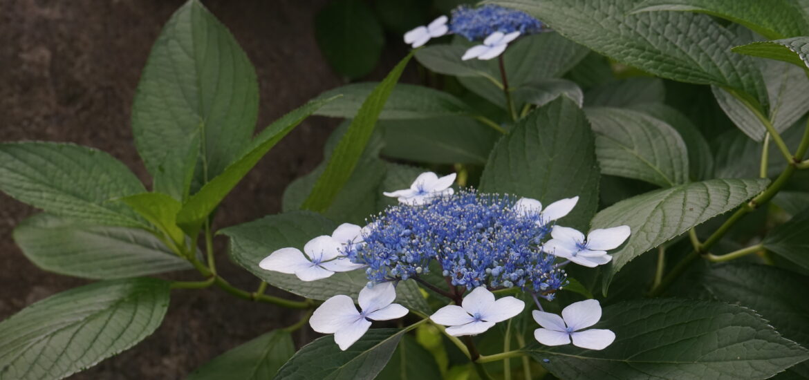 紫陽花　アジサイ