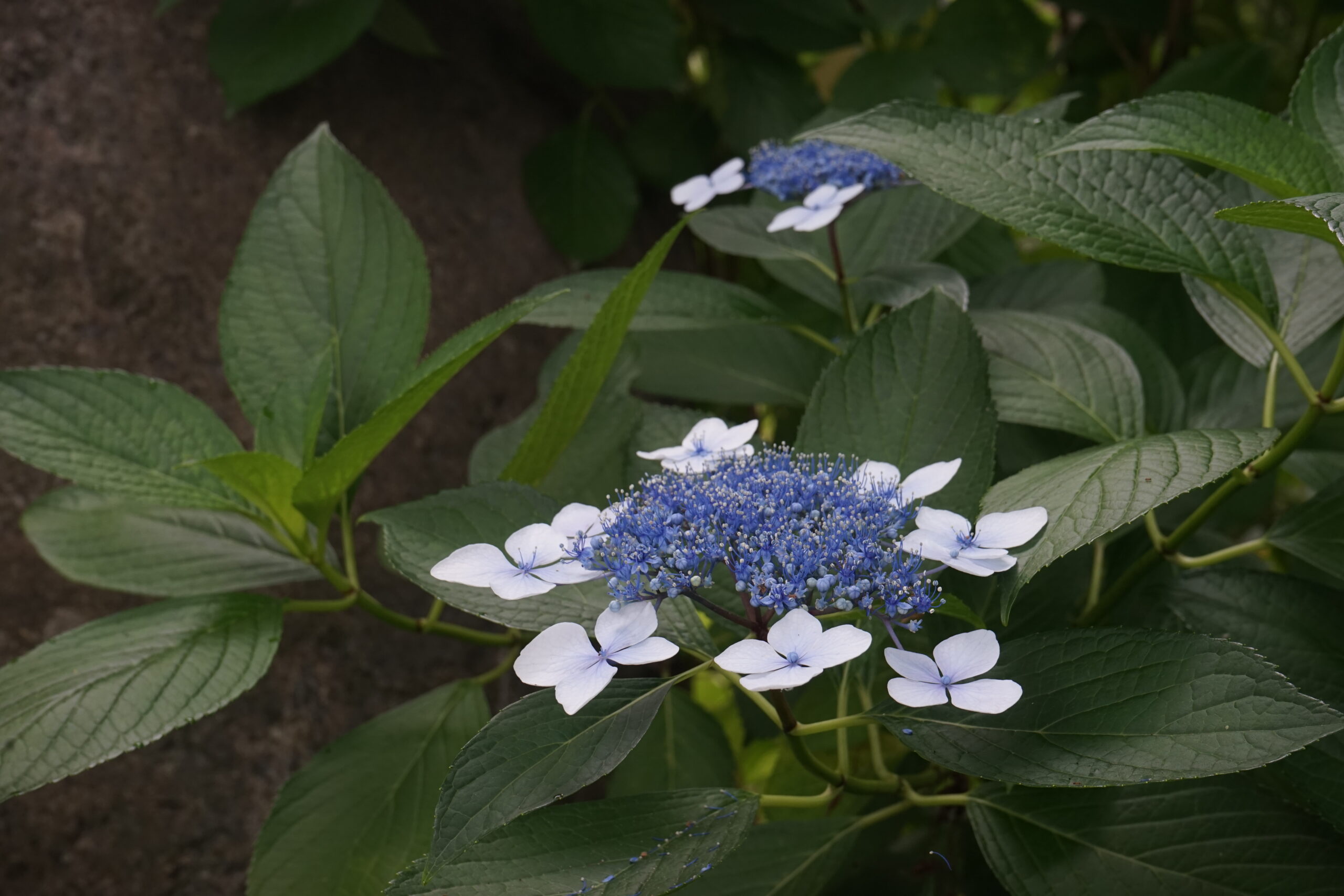紫陽花　アジサイ